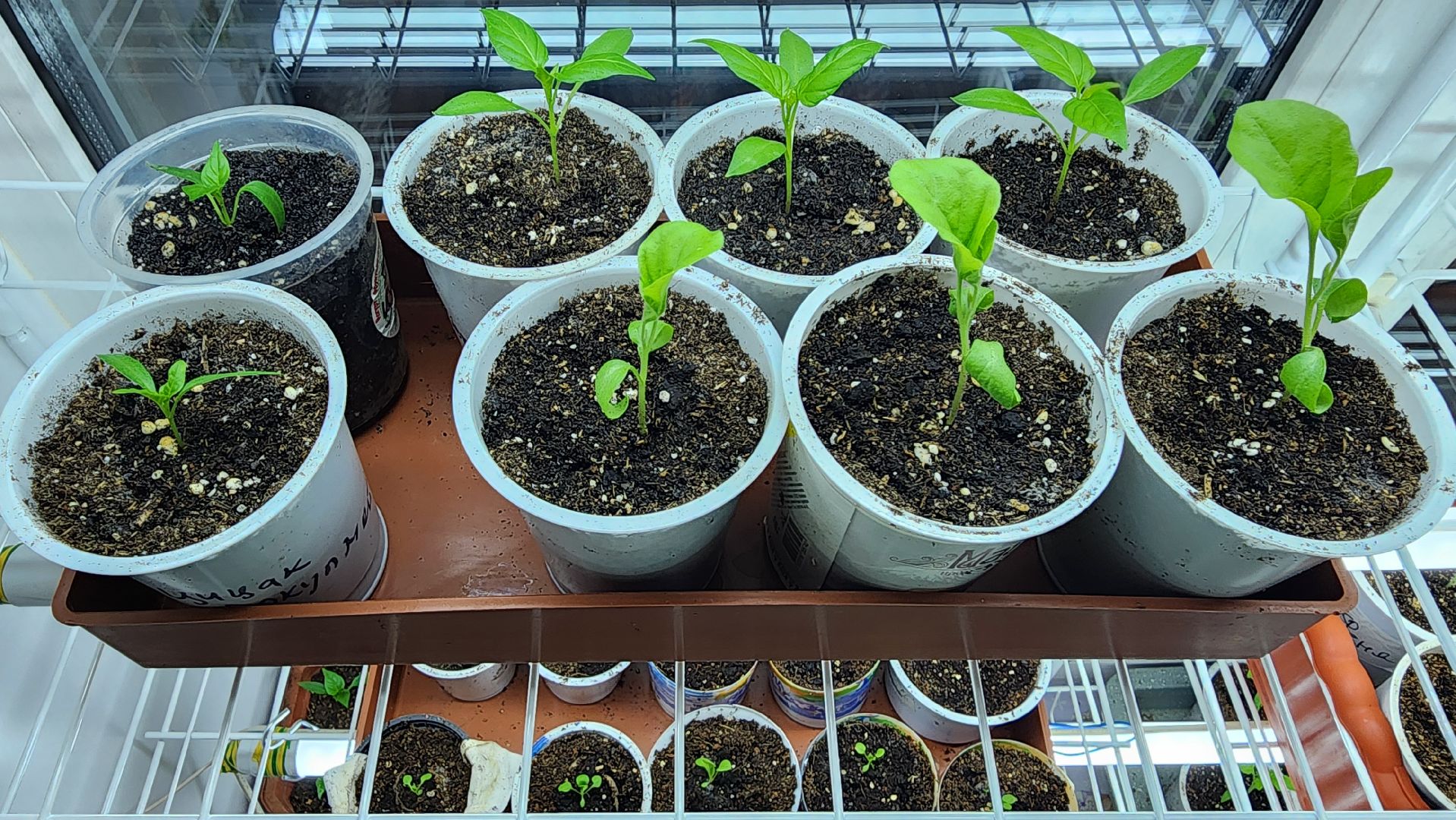 рассада, огородничество, выращивание рассады, Старая Купавна, Богородский городской округ,