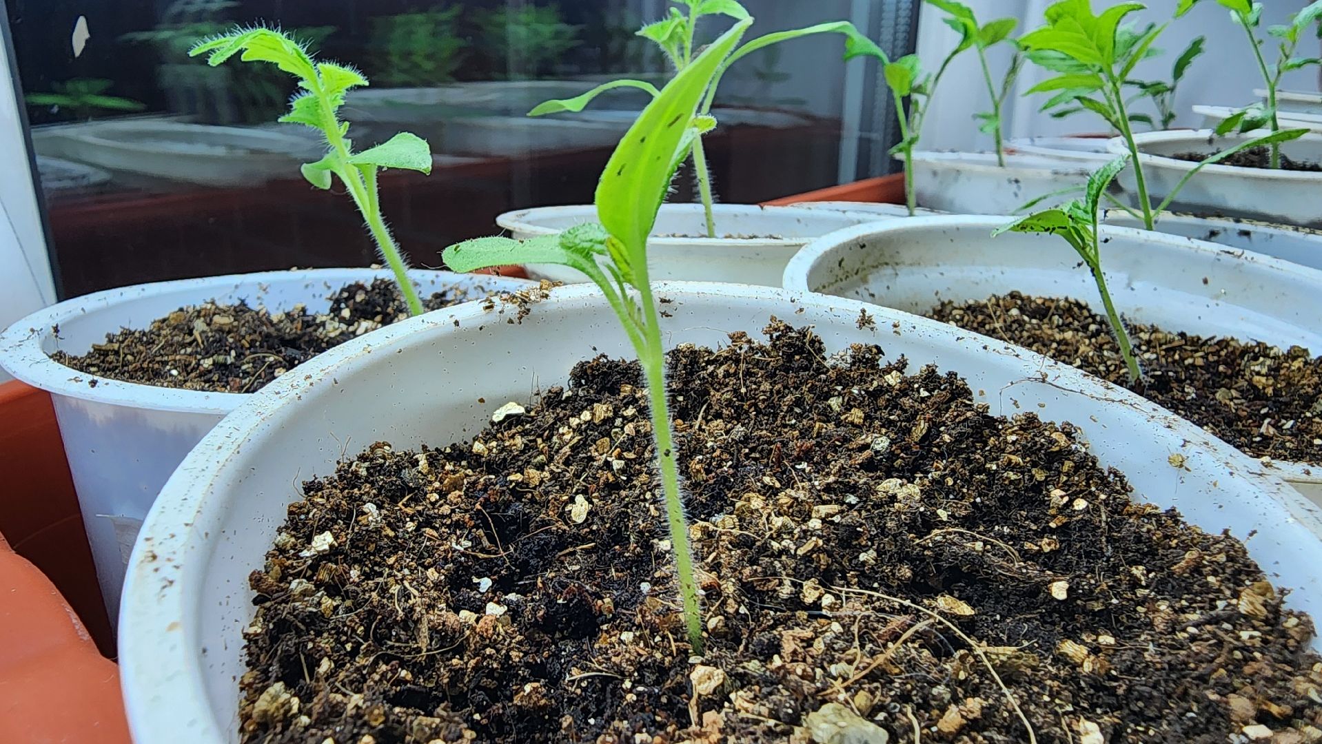 рассада, огородничество, выращивание рассады, Старая Купавна, Богородский городской округ,