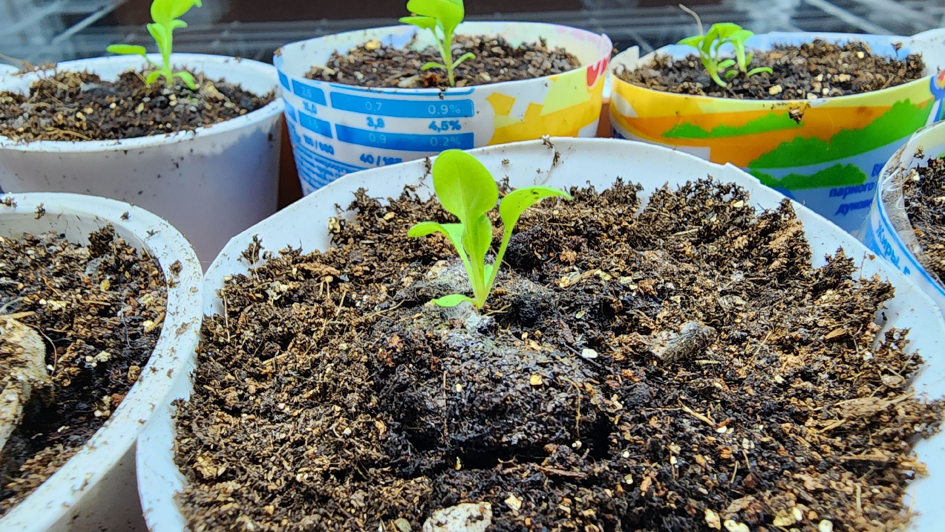 рассада, огородничество, выращивание рассады, Старая Купавна, Богородский городской округ,