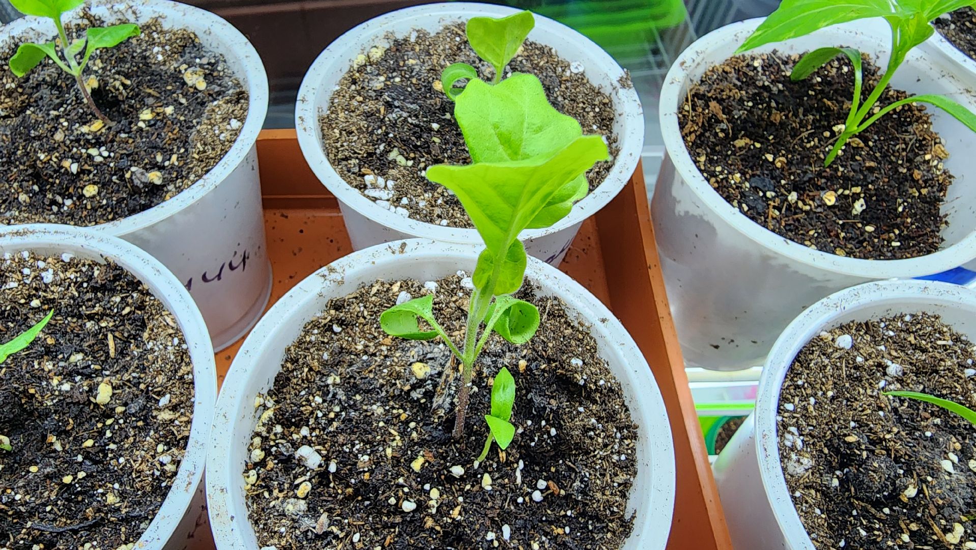 рассада, огородничество, выращивание рассады, Старая Купавна, Богородский городской округ,