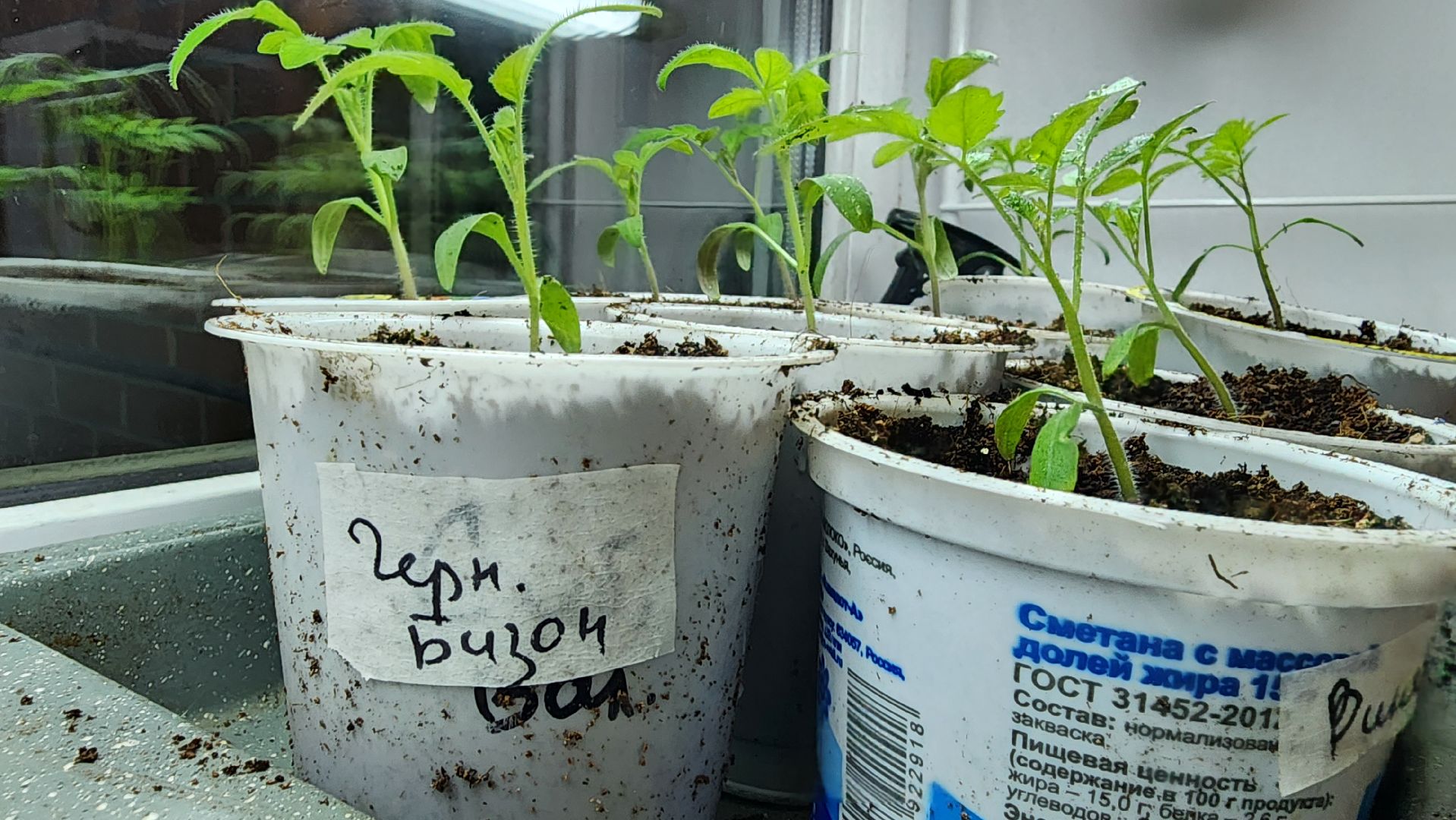 рассада, огородничество, выращивание рассады, Старая Купавна, Богородский городской округ,