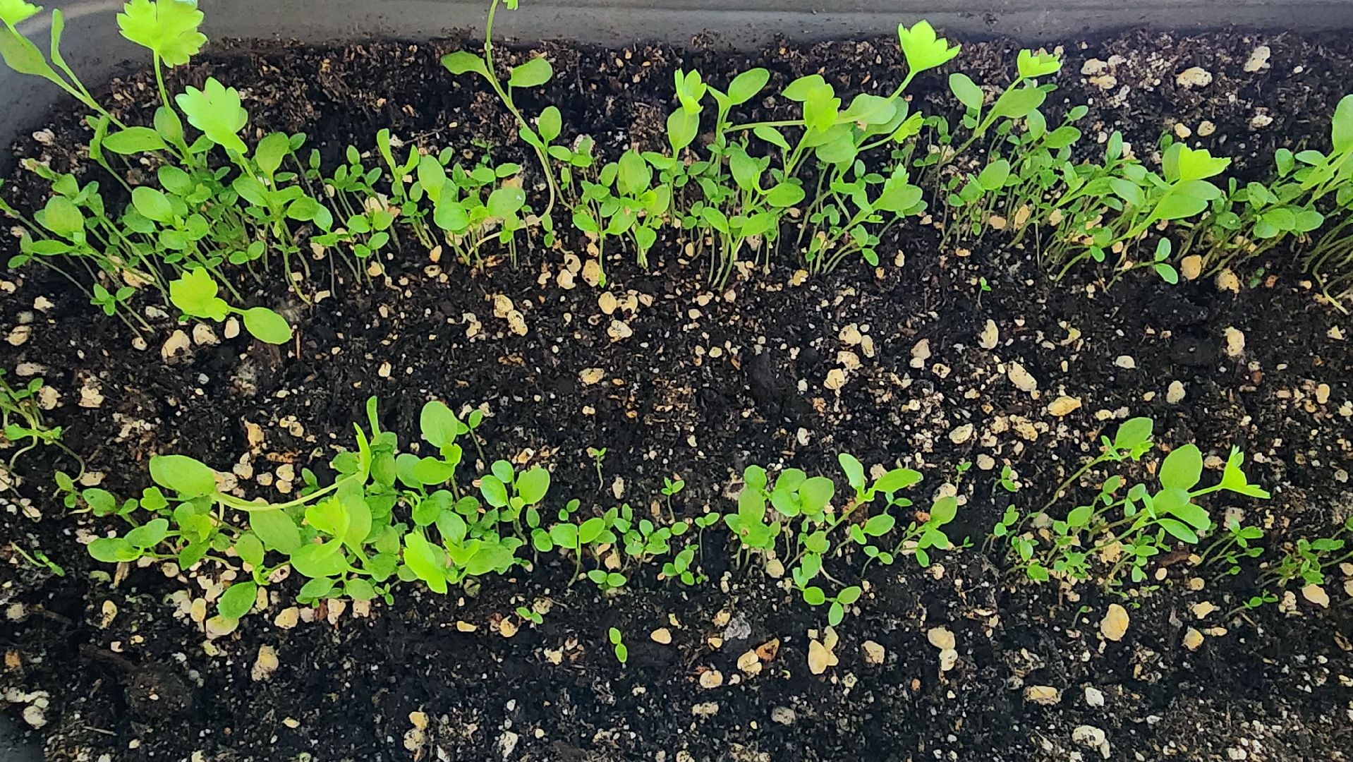 рассада, огородничество, выращивание рассады, Старая Купавна, Богородский городской округ,