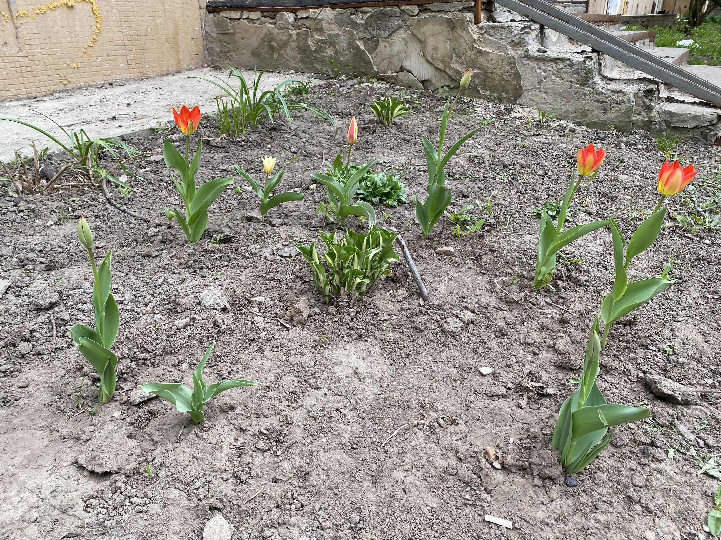 Чехов, благоустройство, клумба, тюльпаны, житель