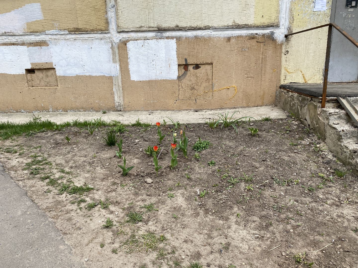 Чехов, благоустройство, клумба, тюльпаны, житель