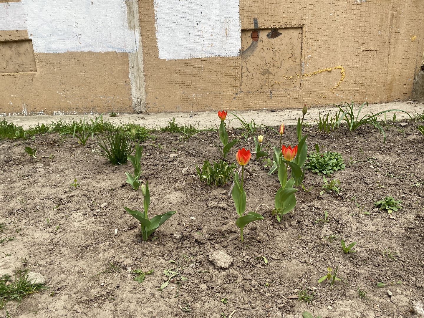 Чехов, благоустройство, клумба, тюльпаны, житель