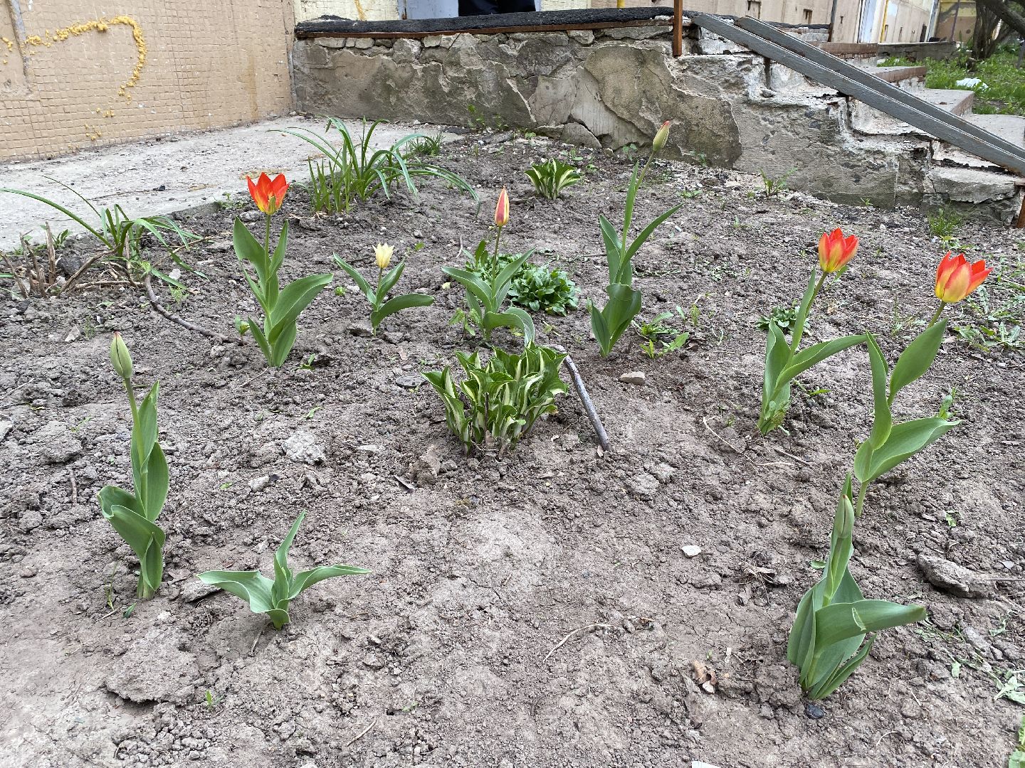 Чехов, благоустройство, клумба, тюльпаны, житель