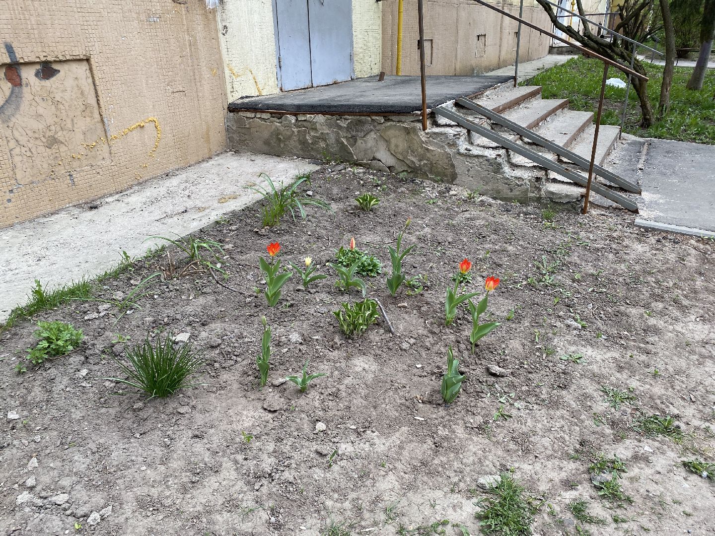 Чехов, благоустройство, клумба, тюльпаны, житель