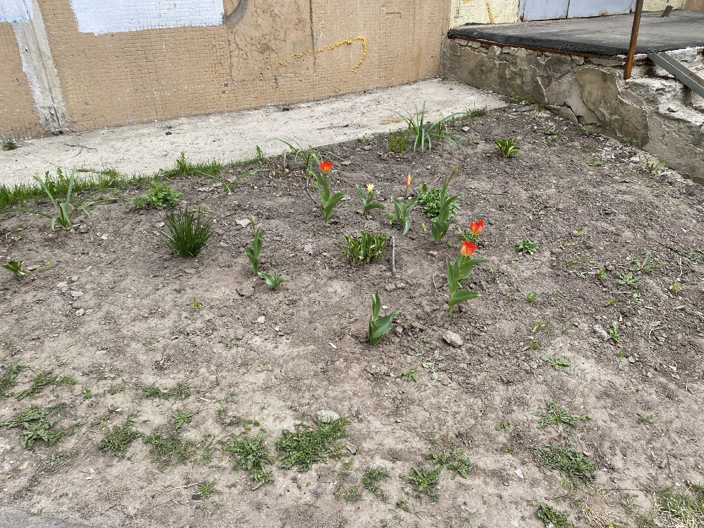 Чехов, благоустройство, клумба, тюльпаны, житель