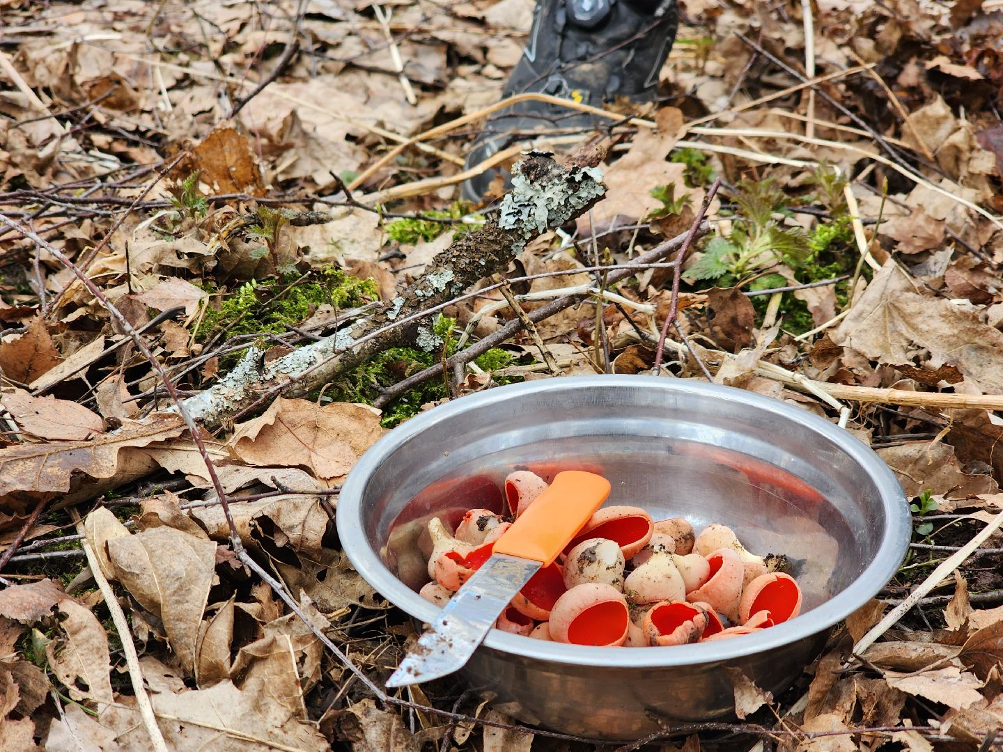 Большое Грызлово, серпухов, грибы,