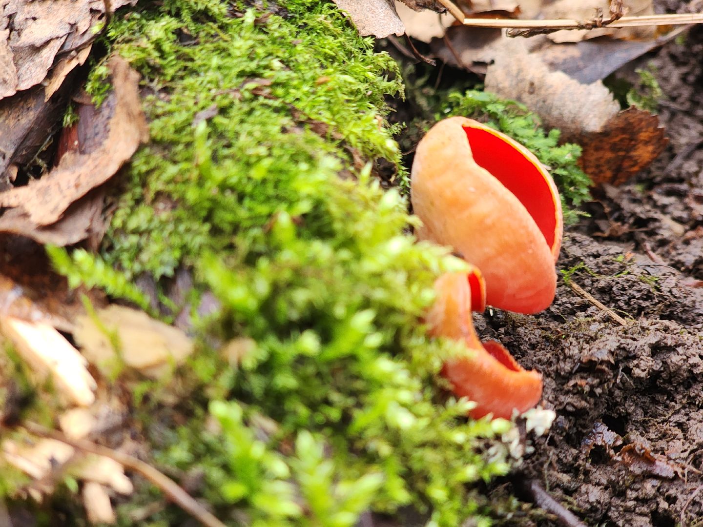 Большое Грызлово, серпухов, грибы,