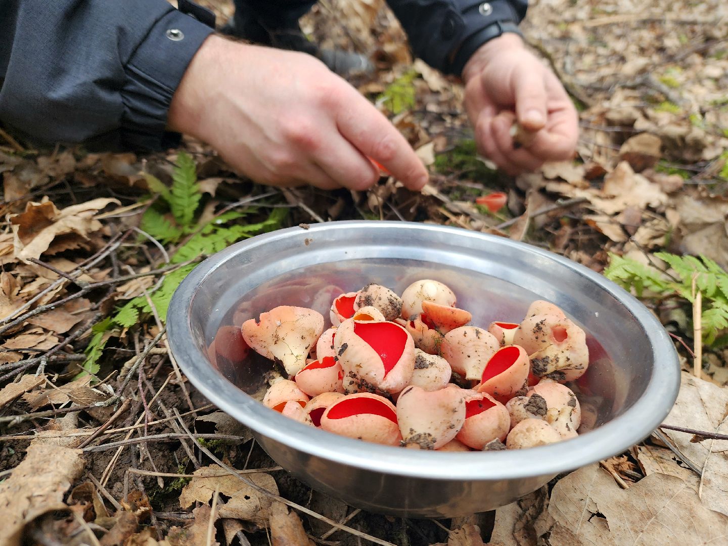 Большое Грызлово, серпухов, грибы,