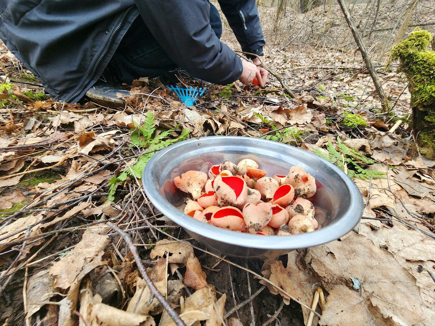 Большое Грызлово, серпухов, грибы,