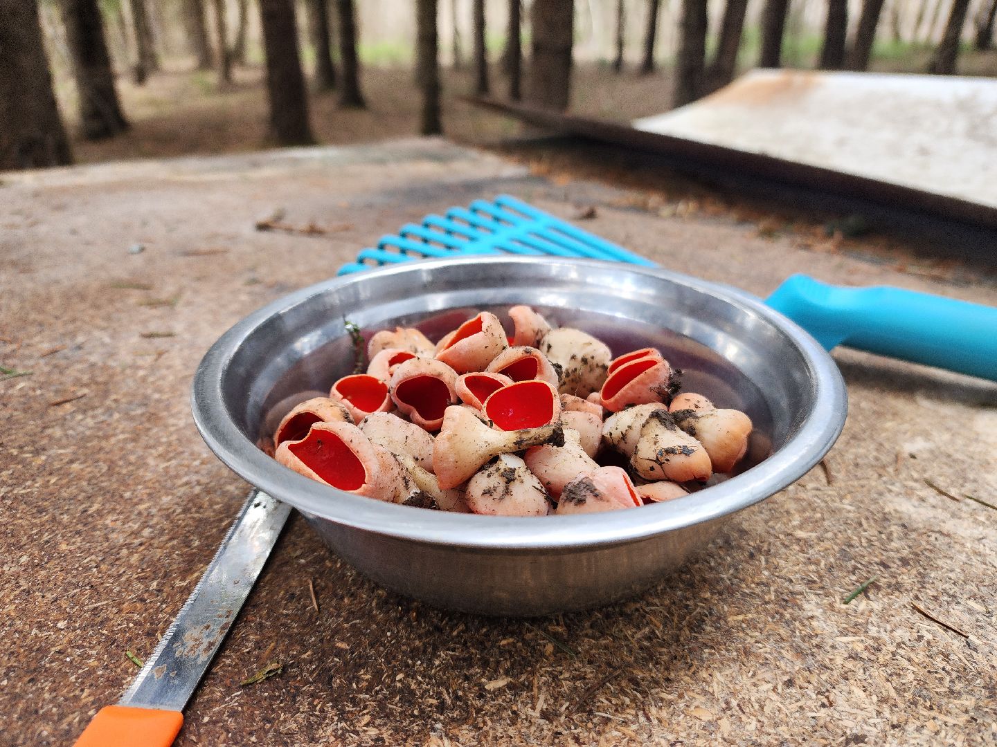 Большое Грызлово, серпухов, грибы,