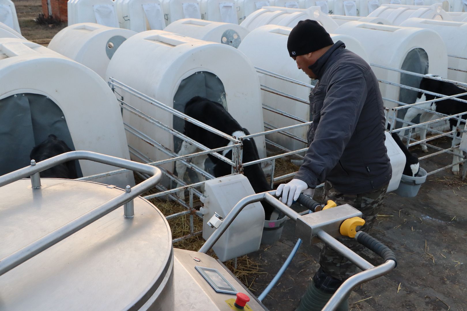 серебряные пруды, коровино, ооо сп нива, молочное такси, животноводство,