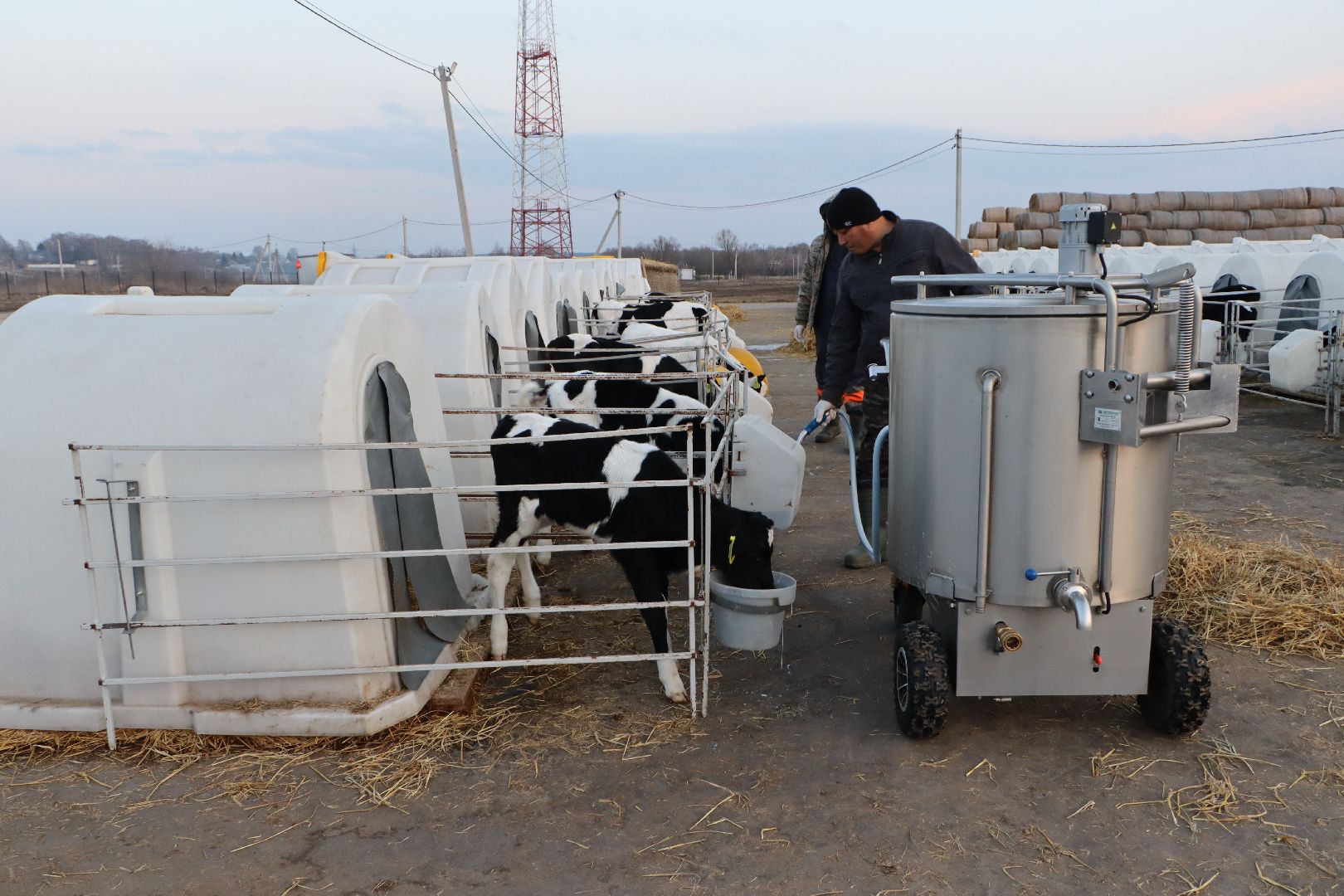 серебряные пруды, коровино, ооо сп нива, молочное такси, животноводство,