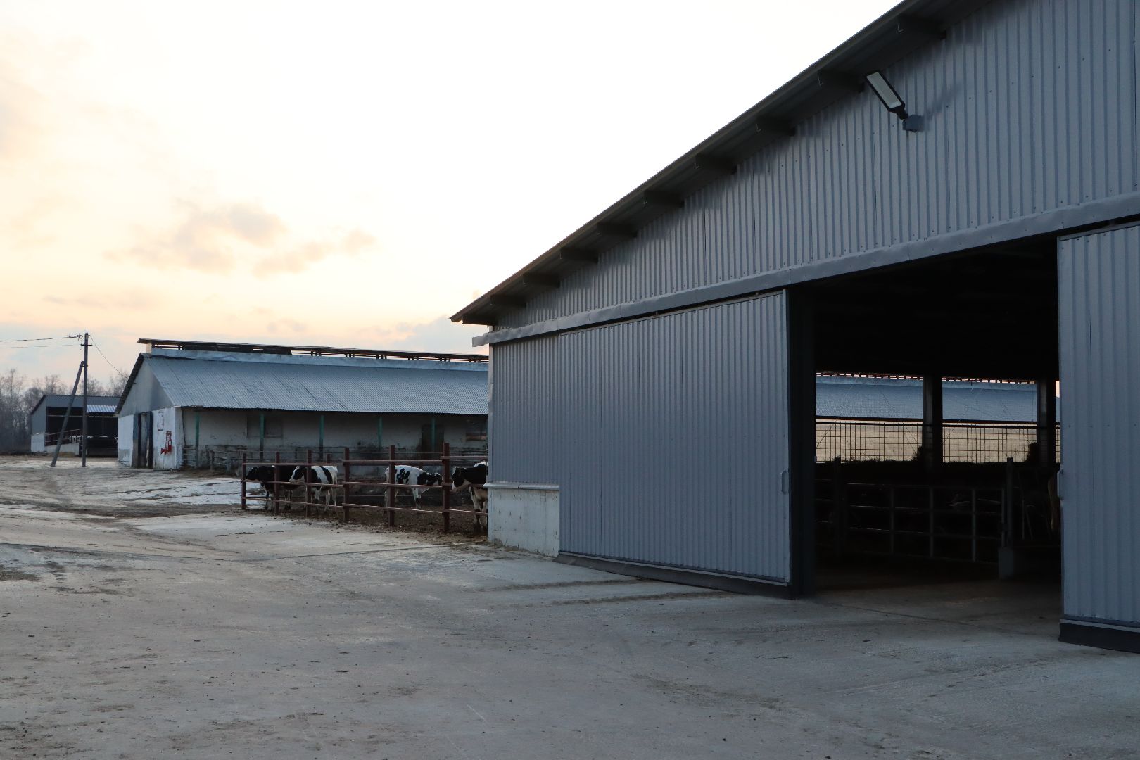 серебряные пруды, коровино, ооо сп нива, молочное такси, животноводство,