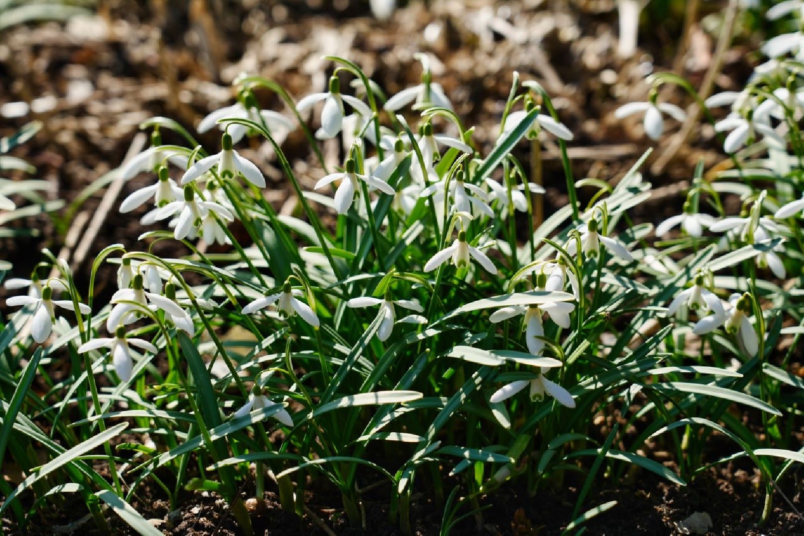 подснежники, природа, сергиев посад, сергиево-посадский городской округ, красота, цветы, весна,