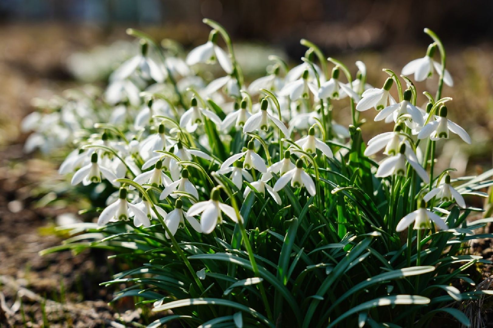 подснежники, природа, сергиев посад, сергиево-посадский городской округ, красота, цветы, весна,