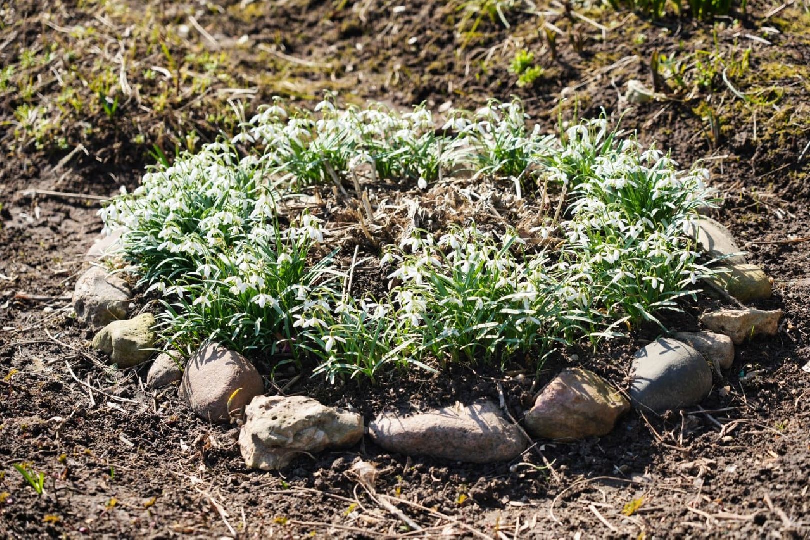 подснежники, природа, сергиев посад, сергиево-посадский городской округ, красота, цветы, весна,