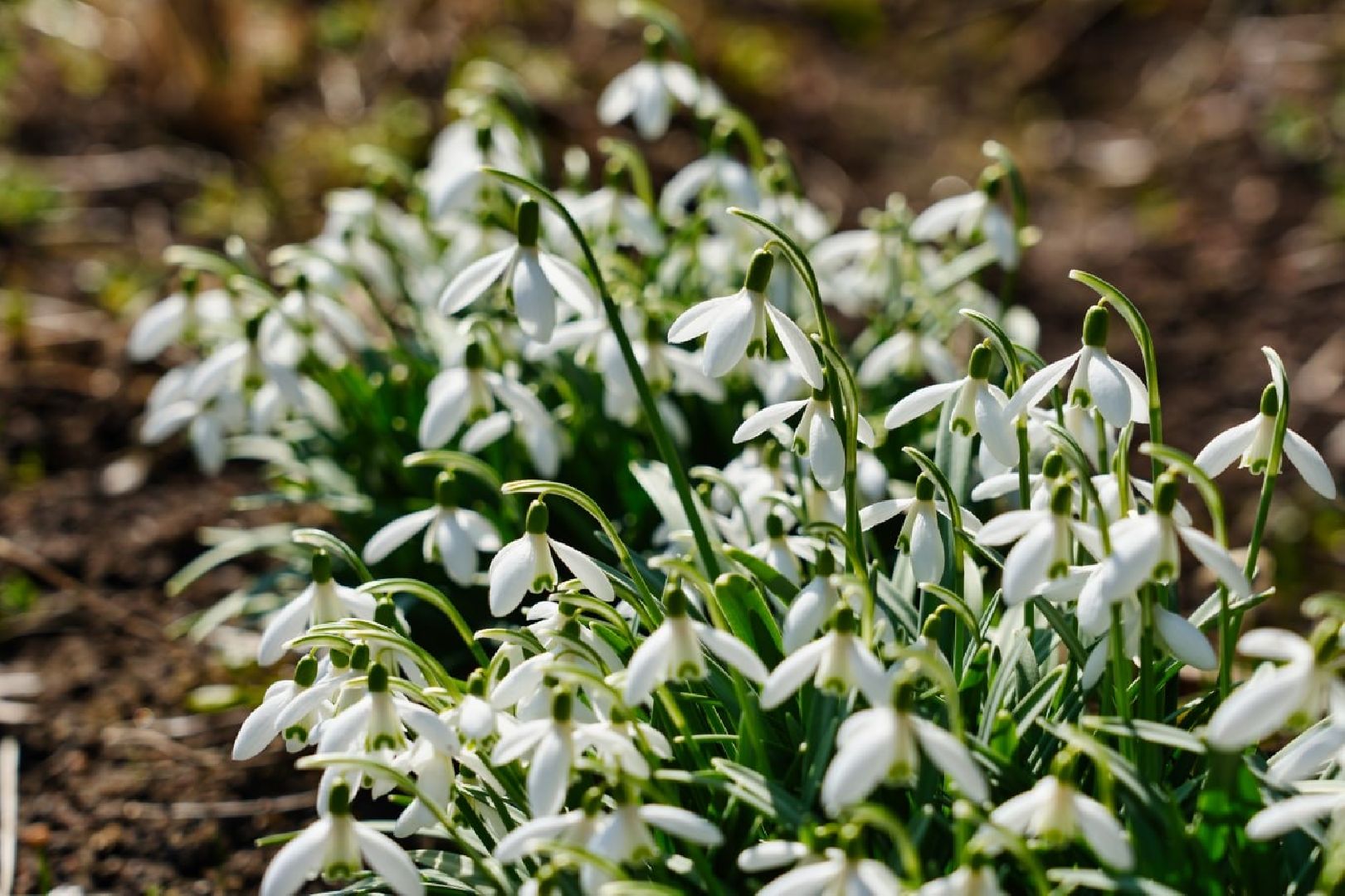 подснежники, природа, сергиев посад, сергиево-посадский городской округ, красота, цветы, весна,