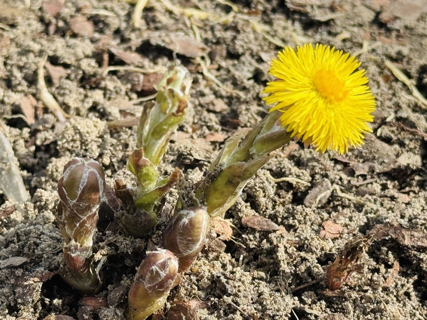 раменское, городской парк, первоцветы,благоустройство,