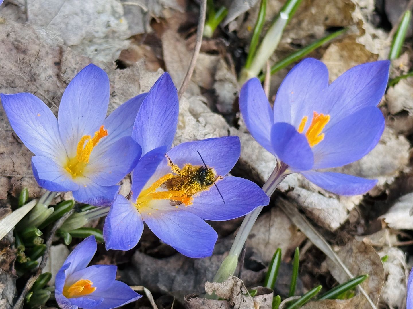 раменское, городской парк, первоцветы,благоустройство,