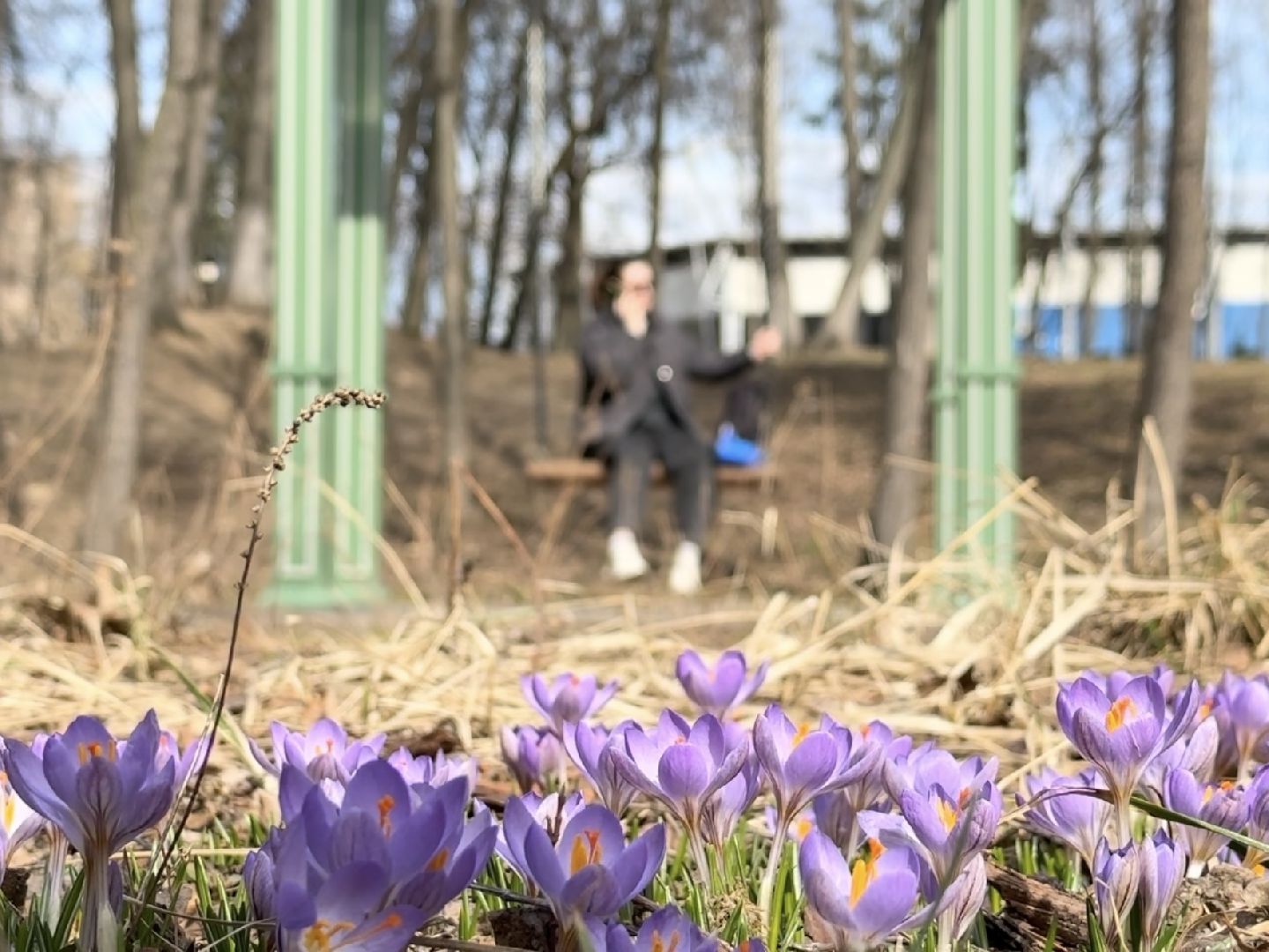 раменское, городской парк, первоцветы,благоустройство,