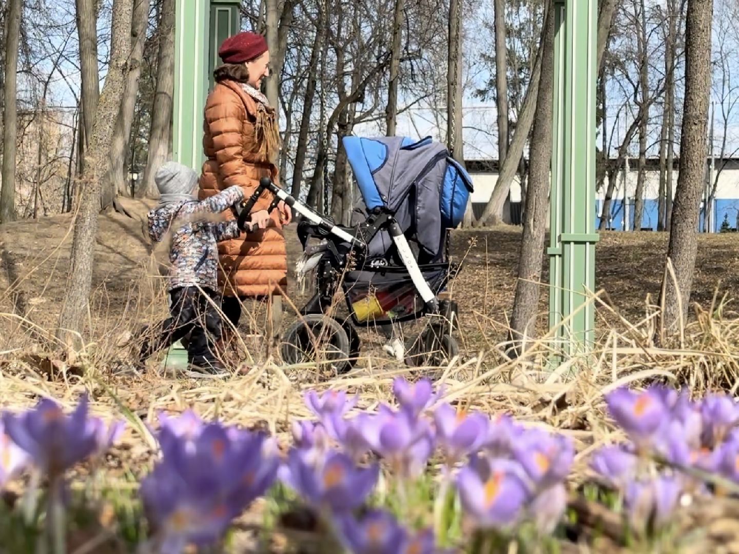 раменское, городской парк, первоцветы,благоустройство,