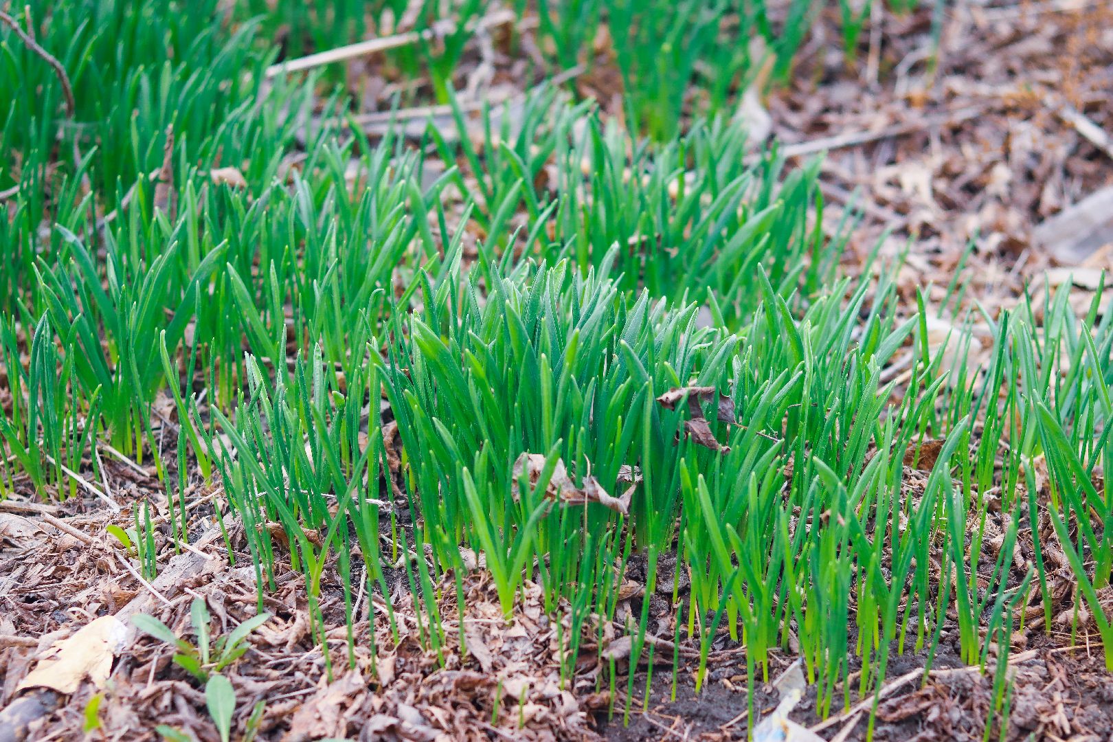 Клин, общество, субботник, благоустройство, экология, студенты, РГСУ,