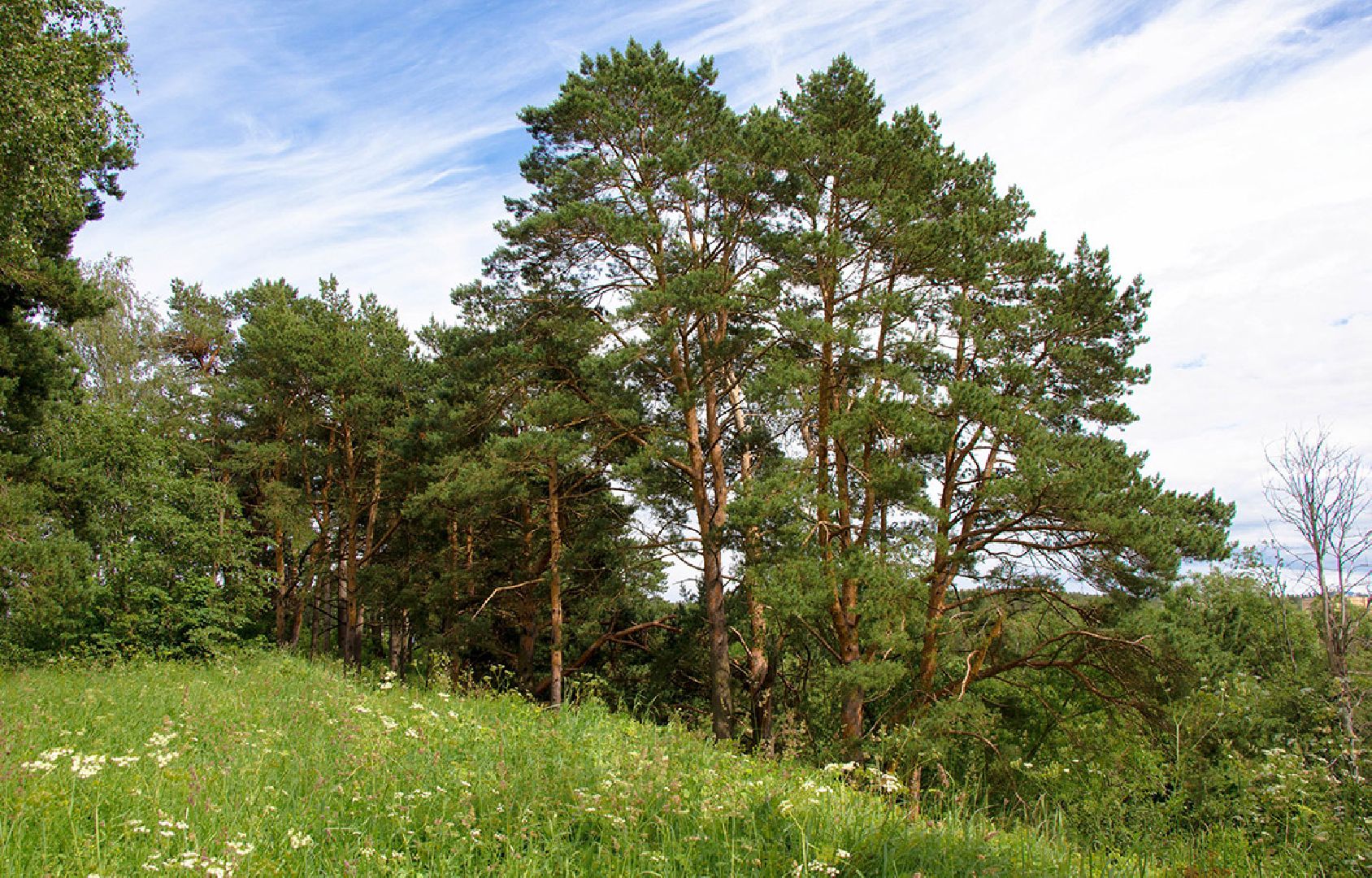 Звенигород, музей, Манеж, уникальная природа Звенигорода, интерактивная лекция