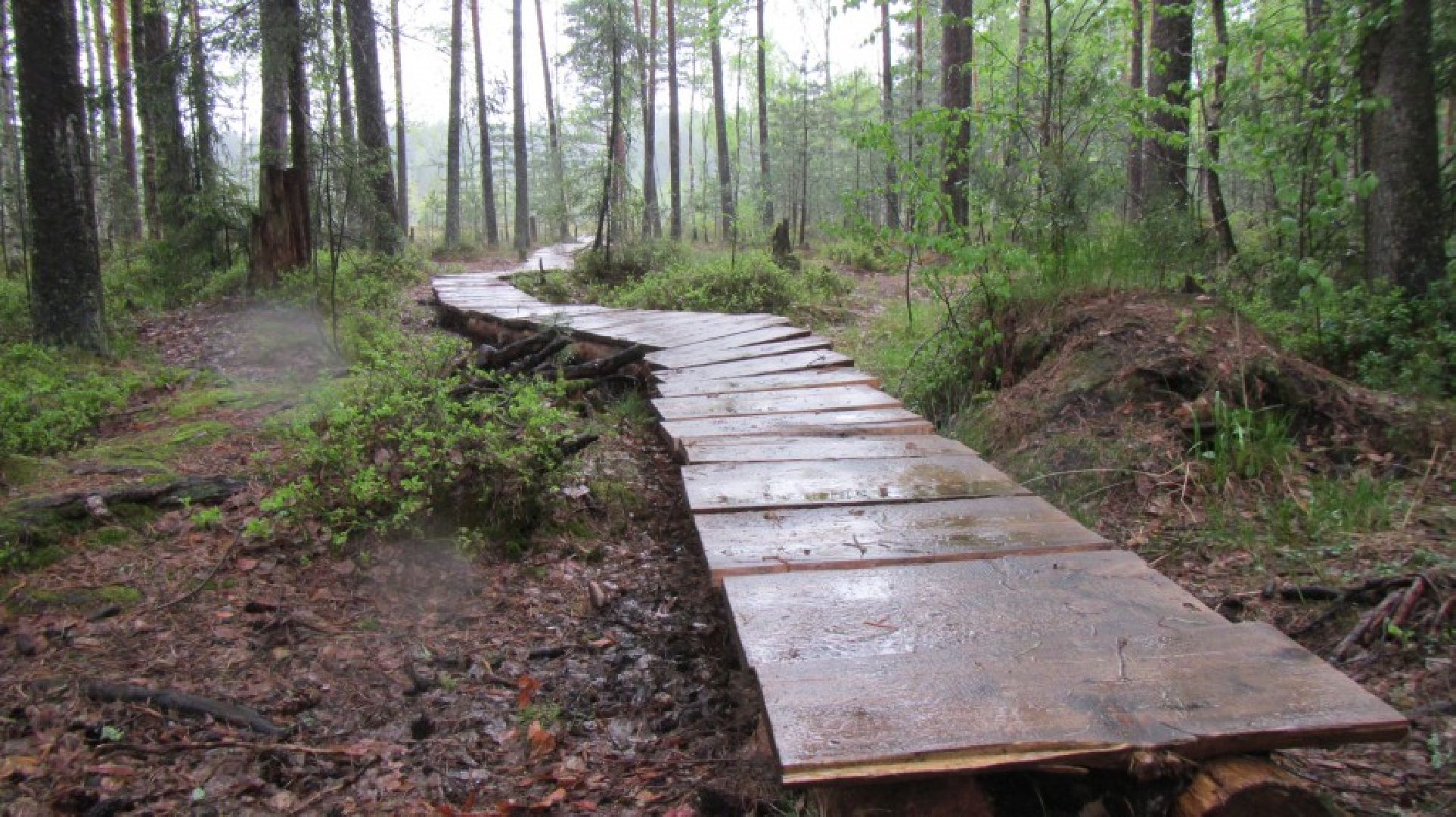 Звенигород, музей, Манеж, уникальная природа Звенигорода, интерактивная лекция