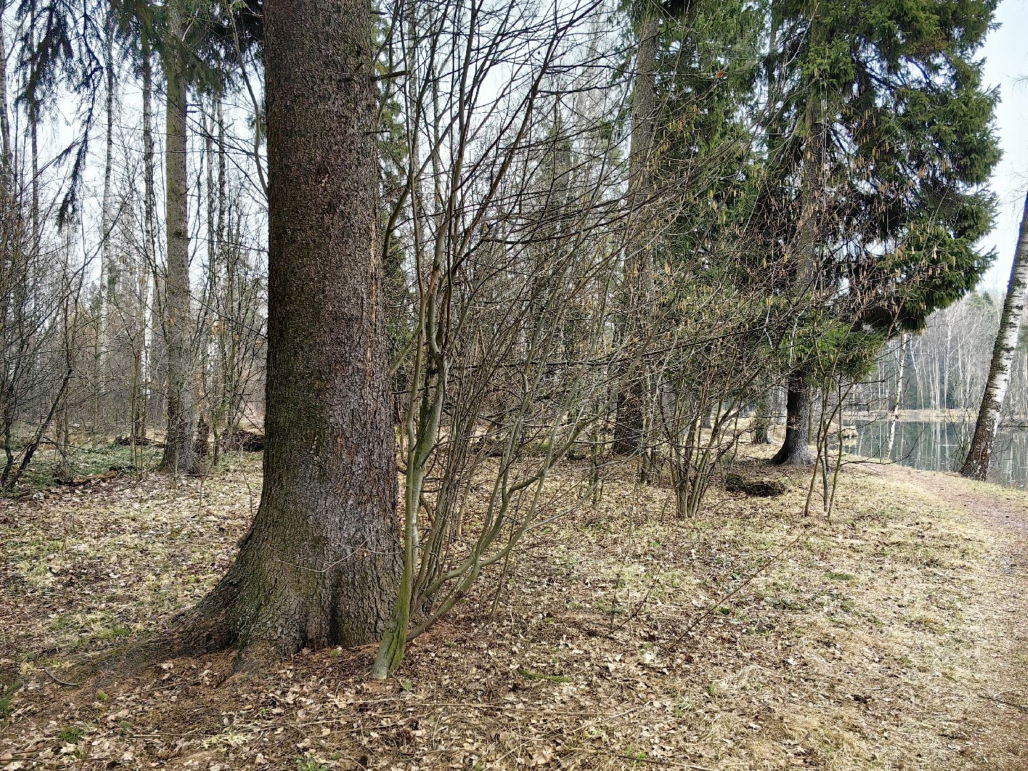 пожар, сезон, лес, служба, служба 112,