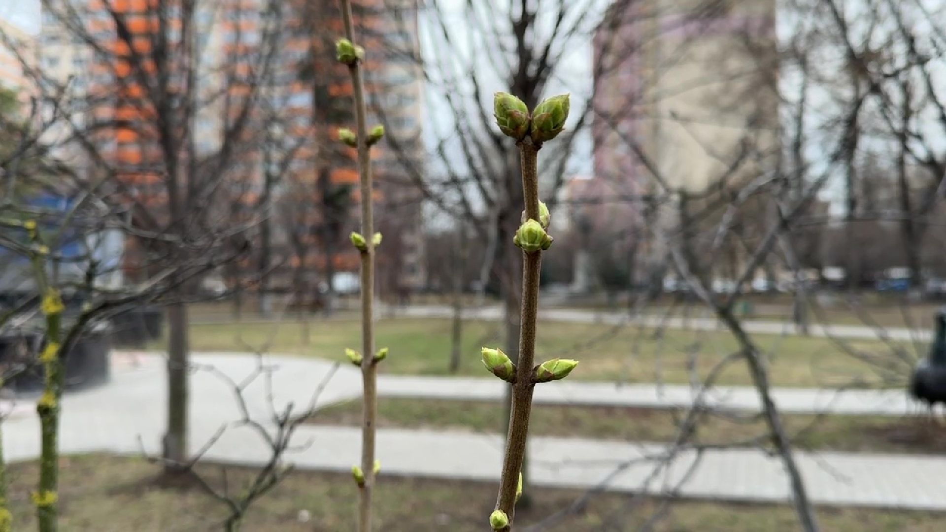 реутов, сквер, троицкий храм, благоустройство, деревья,