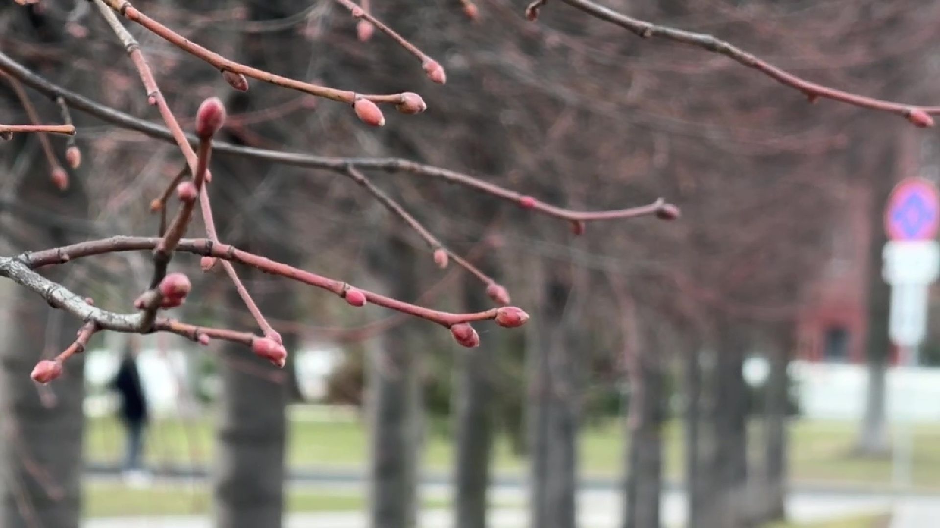 реутов, сквер, троицкий храм, благоустройство, деревья,