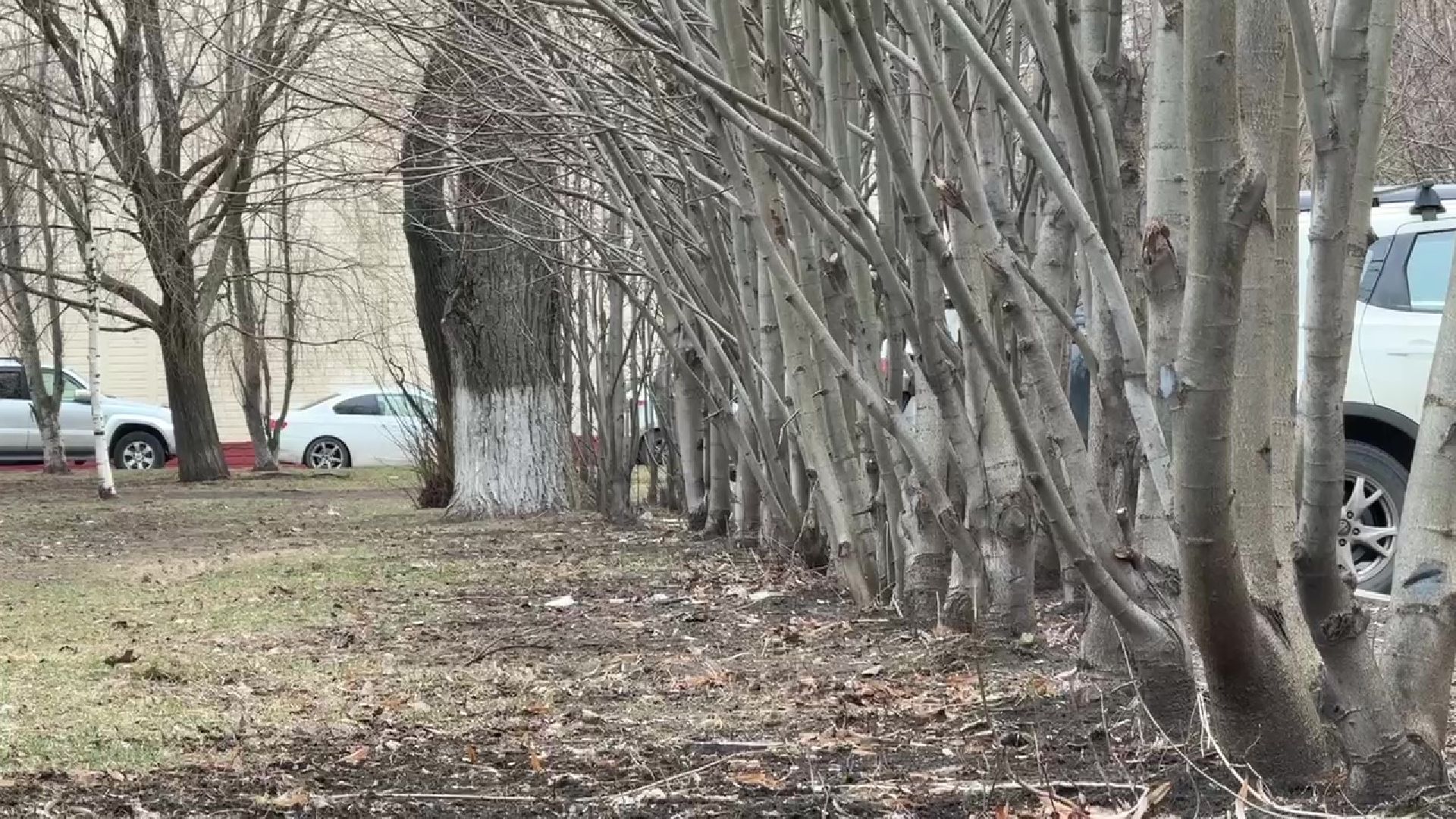 реутов, сквер, троицкий храм, благоустройство, деревья,