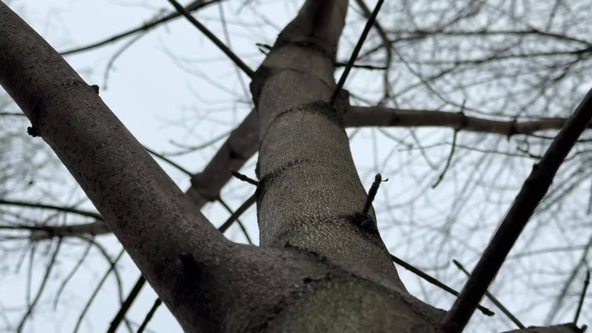 реутов, сквер, троицкий храм, благоустройство, деревья,