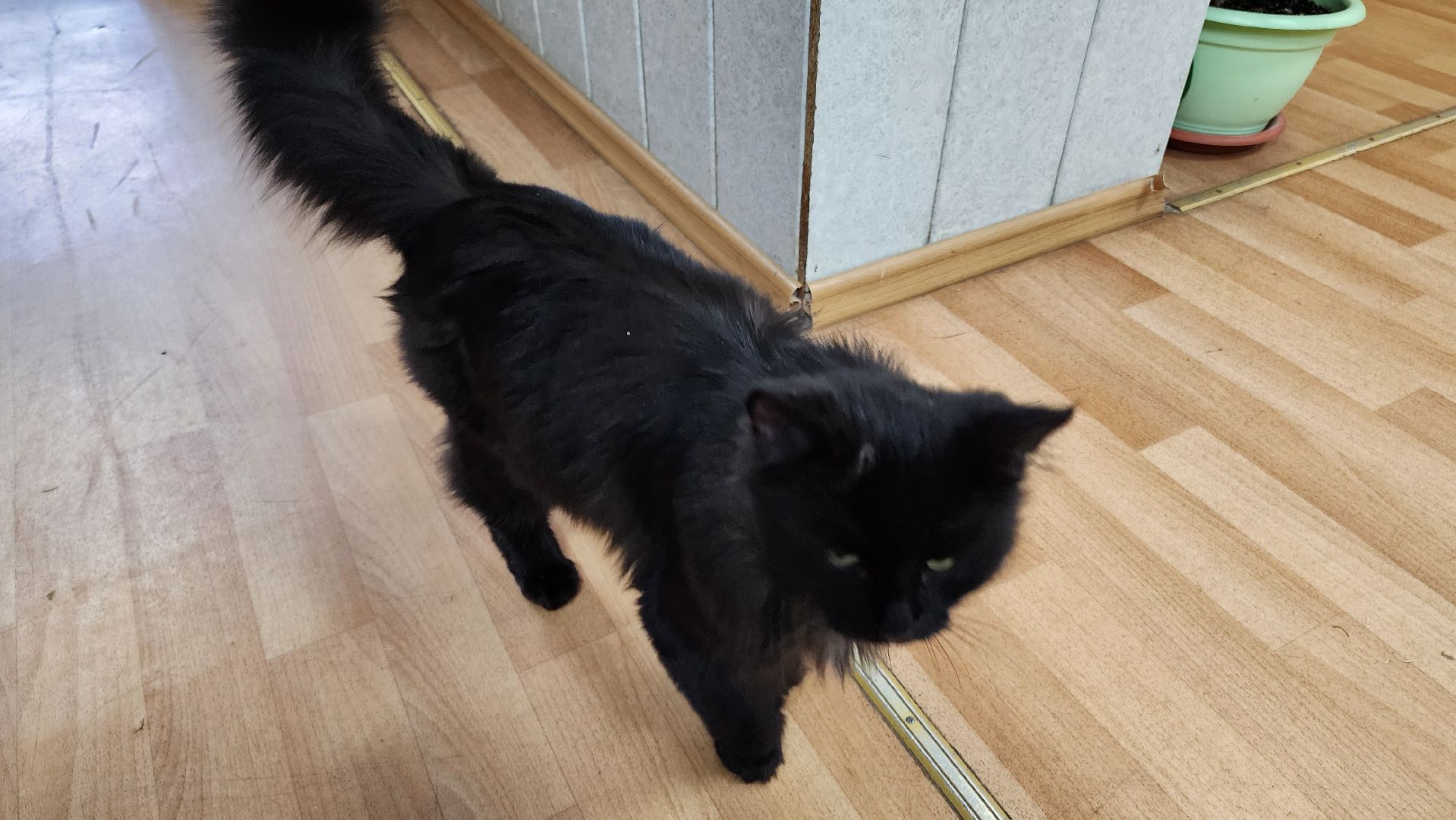 кашира, активное долголетие, инвалиды, пожилые люди, кот, кототерапия, животные,