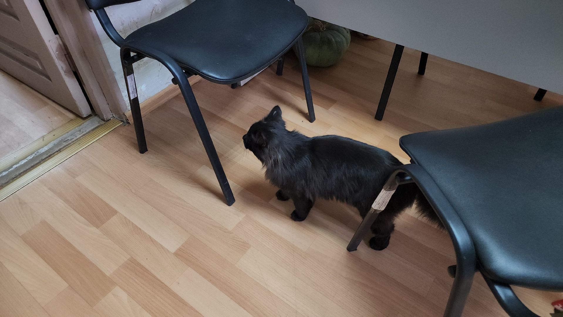 кашира, активное долголетие, инвалиды, пожилые люди, кот, кототерапия, животные,