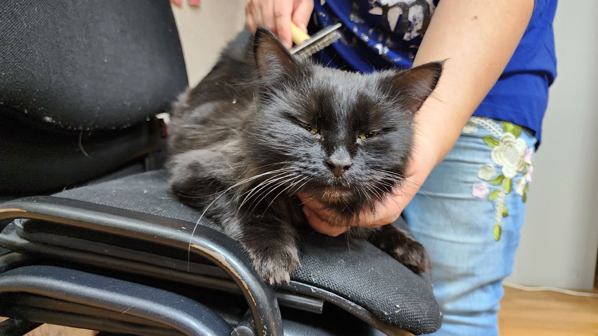 кашира, активное долголетие, инвалиды, пожилые люди, кот, кототерапия, животные,