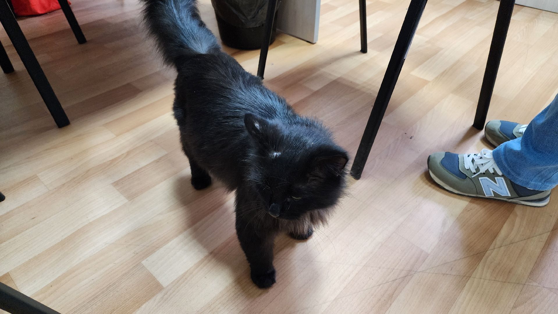 кашира, активное долголетие, инвалиды, пожилые люди, кот, кототерапия, животные,