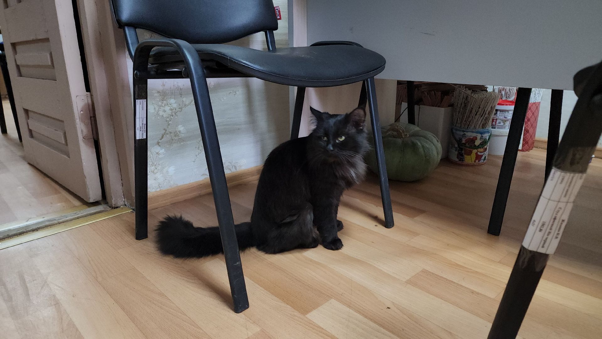 кашира, активное долголетие, инвалиды, пожилые люди, кот, кототерапия, животные,