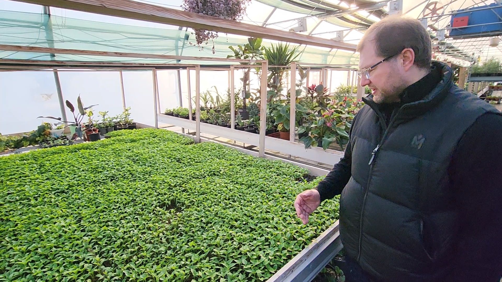 Чехов, деревня Хлевино, тепличный комплекс, садовый центр, рассада овощей, растениеводство, кабачки, перцы, томаты, баклажаны, капуста,огурцы,