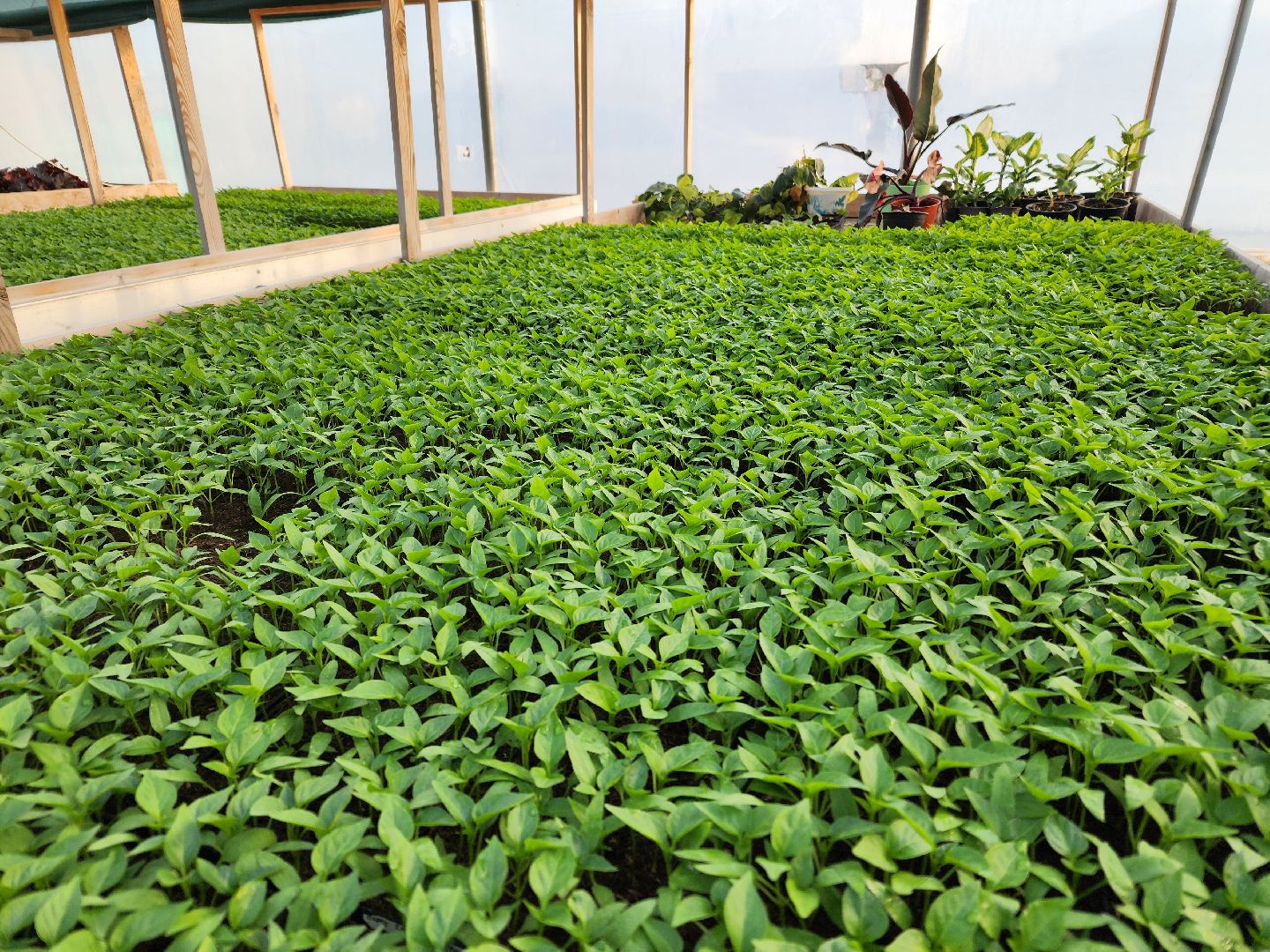 Чехов, деревня Хлевино, тепличный комплекс, садовый центр, рассада овощей, растениеводство, кабачки, перцы, томаты, баклажаны, капуста,огурцы,