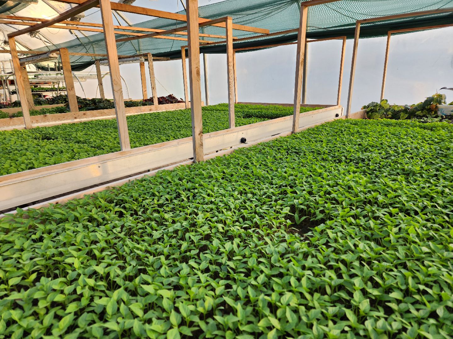 Чехов, деревня Хлевино, тепличный комплекс, садовый центр, рассада овощей, растениеводство, кабачки, перцы, томаты, баклажаны, капуста,огурцы,