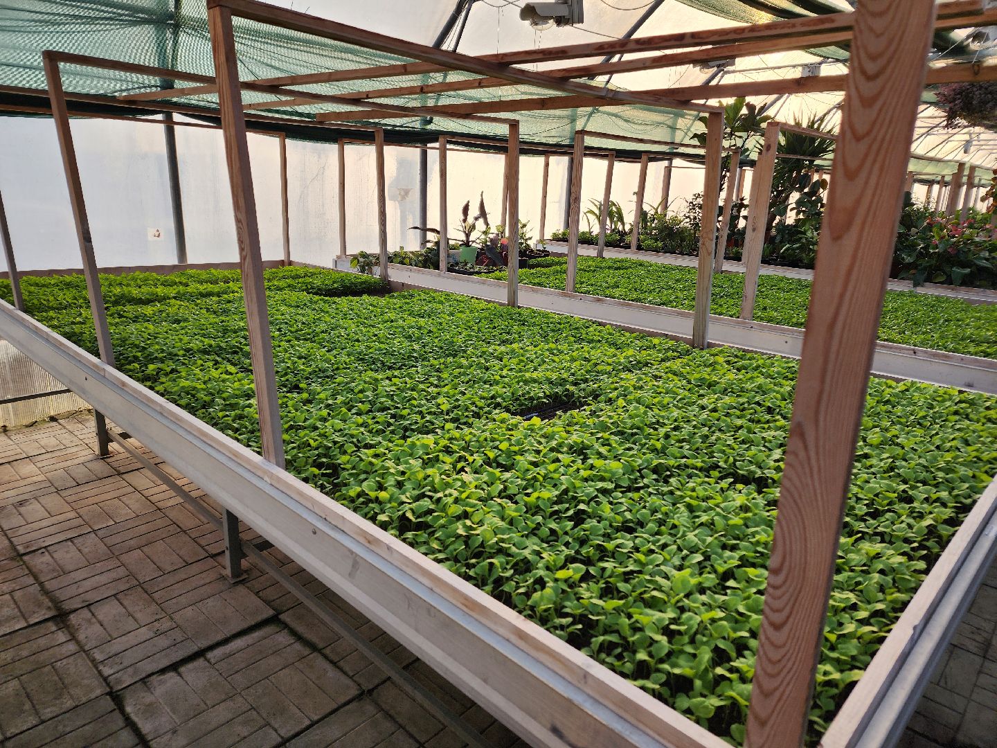 Чехов, деревня Хлевино, тепличный комплекс, садовый центр, рассада овощей, растениеводство, кабачки, перцы, томаты, баклажаны, капуста,огурцы,