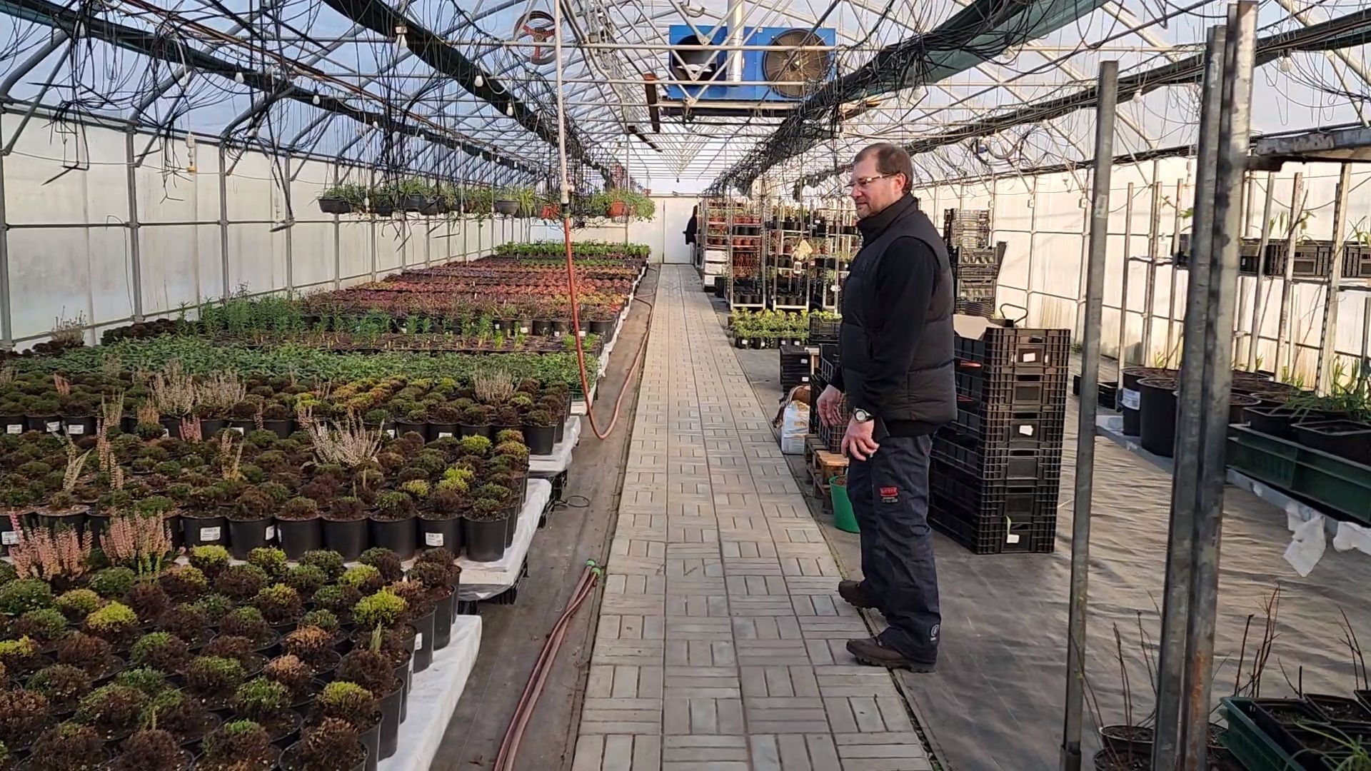 Чехов, деревня Хлевино, тепличный комплекс, садовый центр, рассада овощей, растениеводство, кабачки, перцы, томаты, баклажаны, капуста,огурцы,