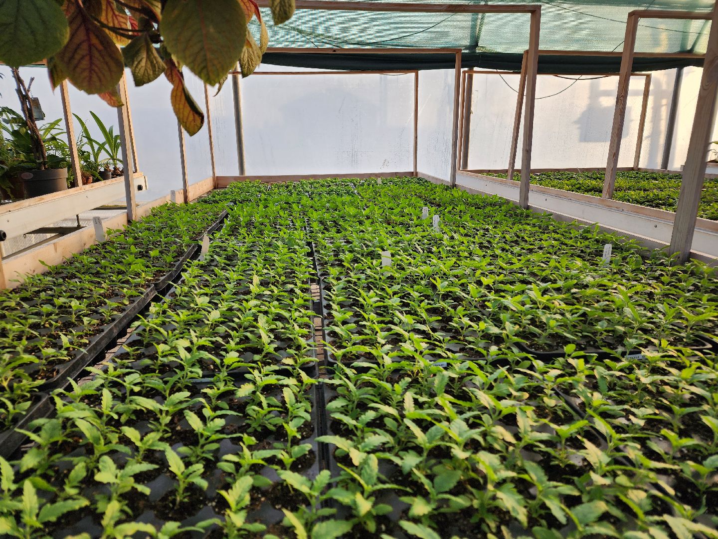 Чехов, деревня Хлевино, тепличный комплекс, садовый центр, рассада овощей, растениеводство, кабачки, перцы, томаты, баклажаны, капуста,огурцы,