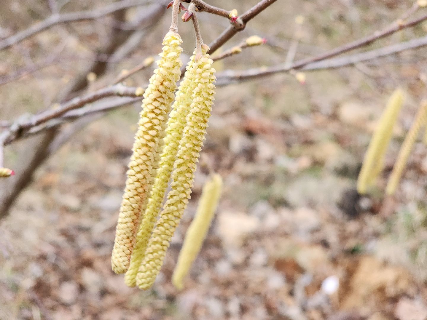 фрязино, поликлиника, аллергия, аллергия под контролем,