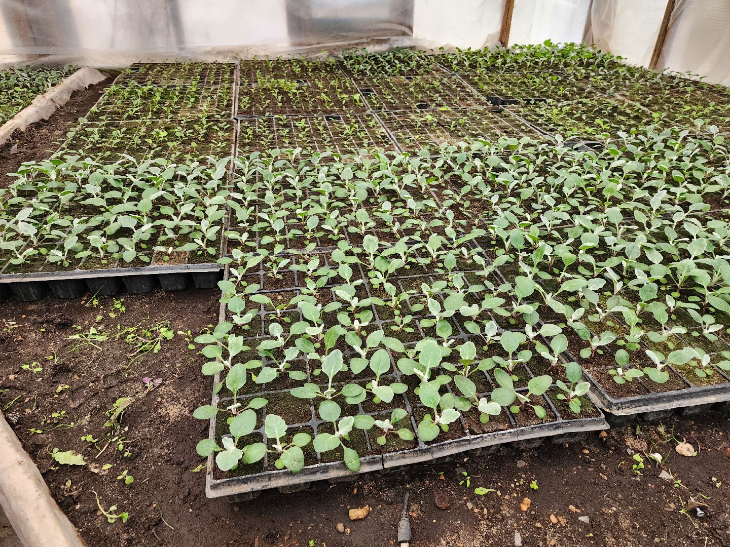 серпухов, комбинат благоустройства, весеннее озеленение, рассада для городских клумб, городские цветы,