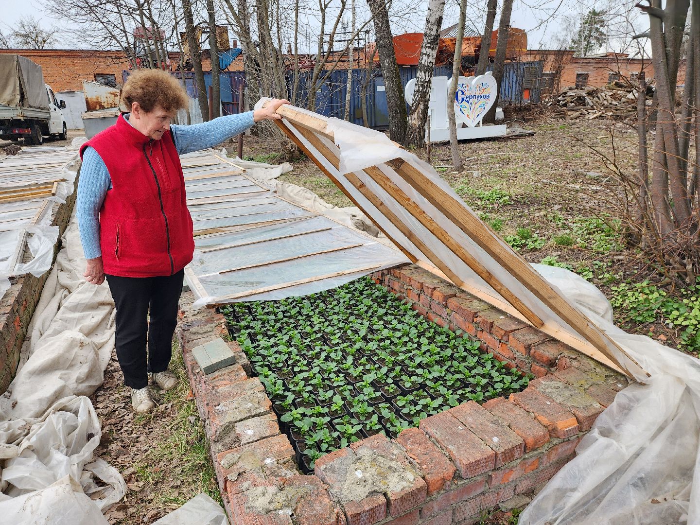 серпухов, комбинат благоустройства, весеннее озеленение, рассада для городских клумб, городские цветы,
